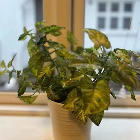 Budget - Snorres Gate 4b - 3 * Tønsberg